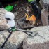 Мультипаливний пальник з паливною флягою Optimus Polaris Optifuel incl Fuel Bottle 0.4 л Мультипаливний пальник з паливною флягою Optimus Polaris Optifuel incl Fuel Bottle 0.4 л
